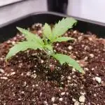 Gelato Auto - 2Fast4Buds