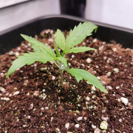 Gelato Auto - 2Fast4Buds