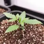 Strawberry Gorilla Auto - 2Fast4Buds