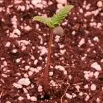 Strawberry Gorilla Auto - 2Fast4Buds