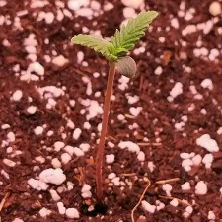 Strawberry Gorilla Auto - 2Fast4Buds