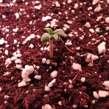 Strawberry Gorilla Auto - 2Fast4Buds
