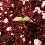 Tropicana Cookies Auto - 2Fast4Buds