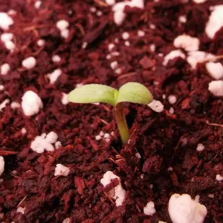 Tropicana Cookies Auto - 2Fast4Buds