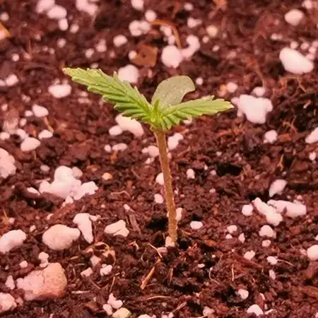 Gelato Auto - 2Fast4Buds