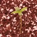 Tropicana Cookies Auto - 2Fast4Buds