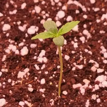 Tropicana Cookies Auto - 2Fast4Buds