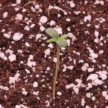 Tropicana Cookies Auto - 2Fast4Buds