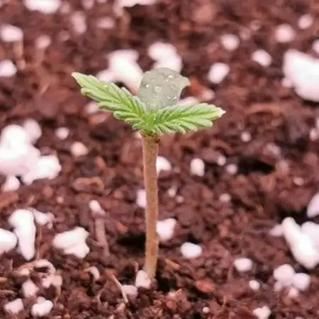 Gelato Auto - 2Fast4Buds