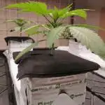 Rock Wool - Grow