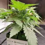 Rock Wool - Grow