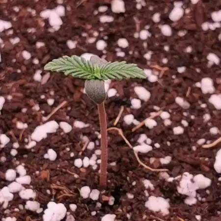 Strawberry Gorilla Auto - 2Fast4Buds