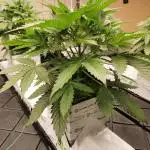 Rock Wool - Grow