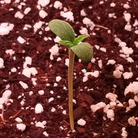 Tropicana Cookies Auto - 2Fast4Buds
