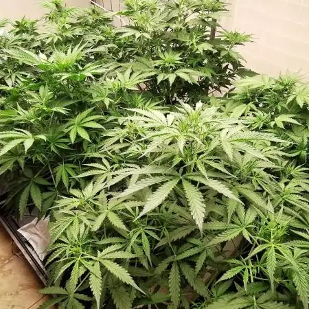 Rock Wool - Grow