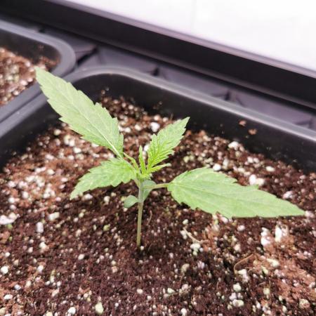 Tropicana Cookies Auto - 2Fast4Buds