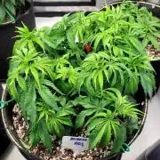 Mimosa Royal Queen Seeds