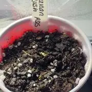 Mexican Rush