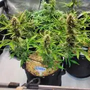 White Widow Auto
