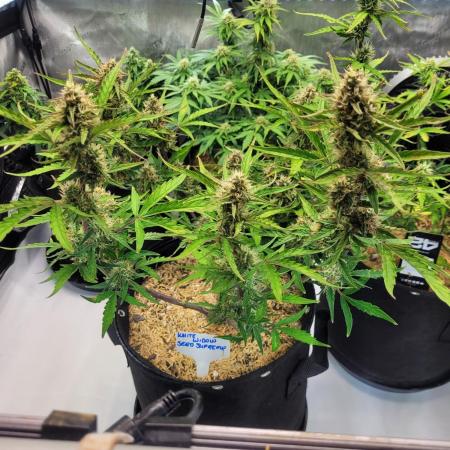 White Widow Auto
