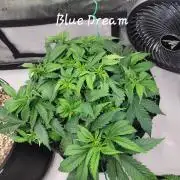 Blue Dream Seed Supreme