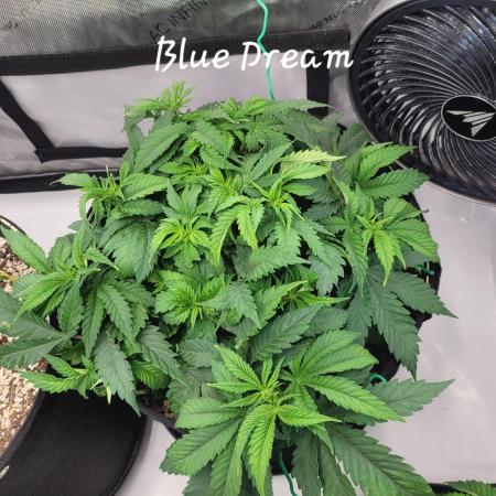 Blue Dream Seed Supreme