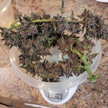 Tropicana Cookies Auto