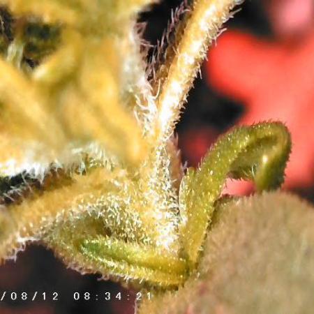 CBD Ratio 1:30 Seed Supreme