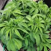 Maui Wowie Seed Supreme