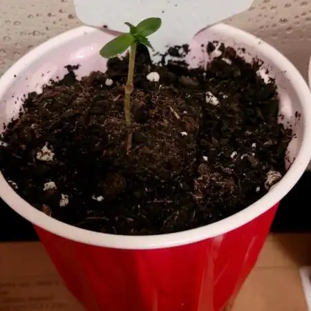 Royal CBG Auto Royal Queen Seeds