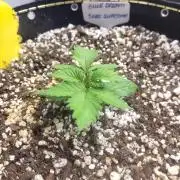 Blue Dream Seed Supreme