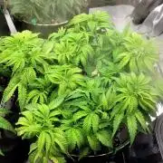 Maui Wowie Seed Supreme