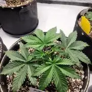 Mimosa Royal Queen Seeds