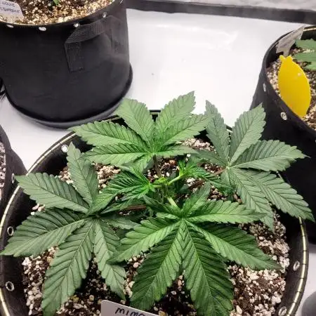 Mimosa Royal Queen Seeds