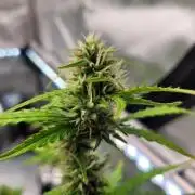 Gorilla Z Auto