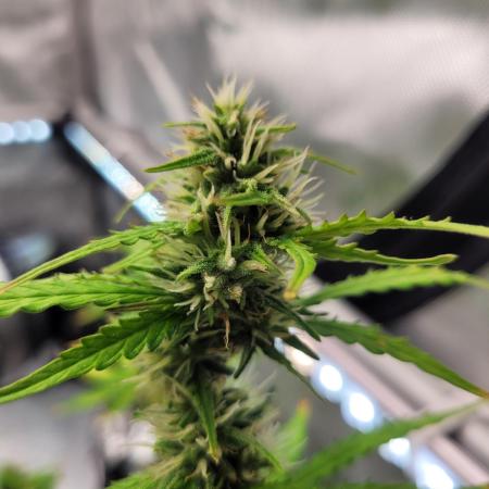 Gorilla Z Auto