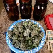 Mimosa Royal Queen Seeds