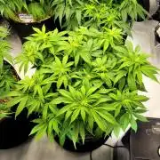 Blue Dream Seed Supreme