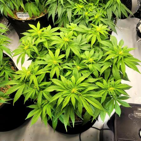 Blue Dream Seed Supreme