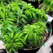 Mimosa Royal Queen Seeds