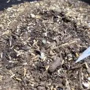 CBD Ratio 1:30 Seed Supreme