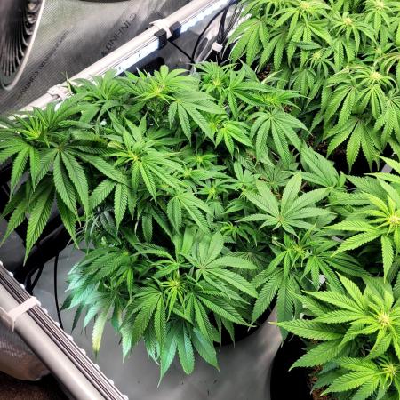 Mimosa Royal Queen Seeds