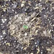 CBD Ratio 1:30 Seed Supreme