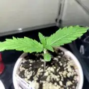 Maui Wowie Seed Supreme