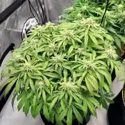 Maui Wowie Seed Supreme