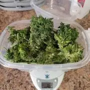 Mimosa x Orange Punch