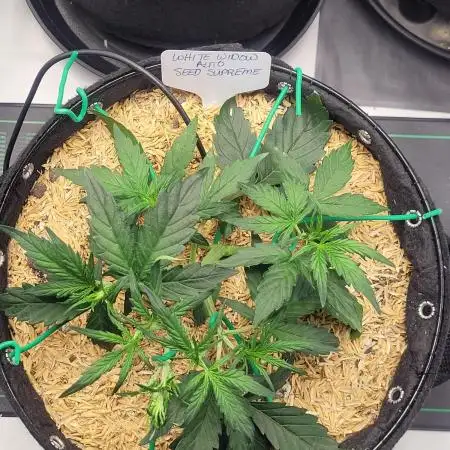 White Widow Auto