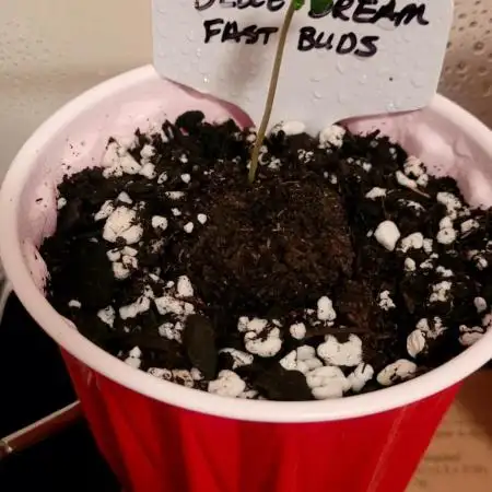 Blue Dream Auto Fast Buds