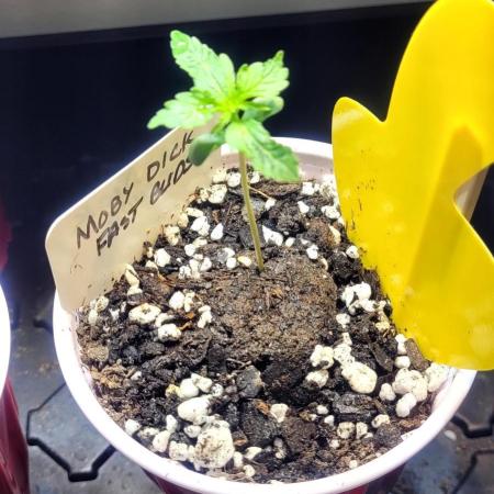 Moby Dick Auto Fast Buds