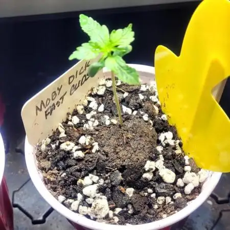Moby Dick Auto Fast Buds